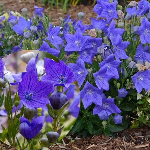 Platycodon grandiflorus 'Codo Blue' - Suureõieline laikellukas 'Codo Blue' P11/0,75L